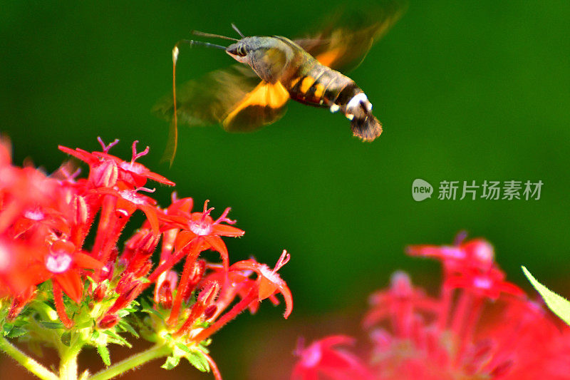 Pentas lanceolata和蜂鸟鹰蛾